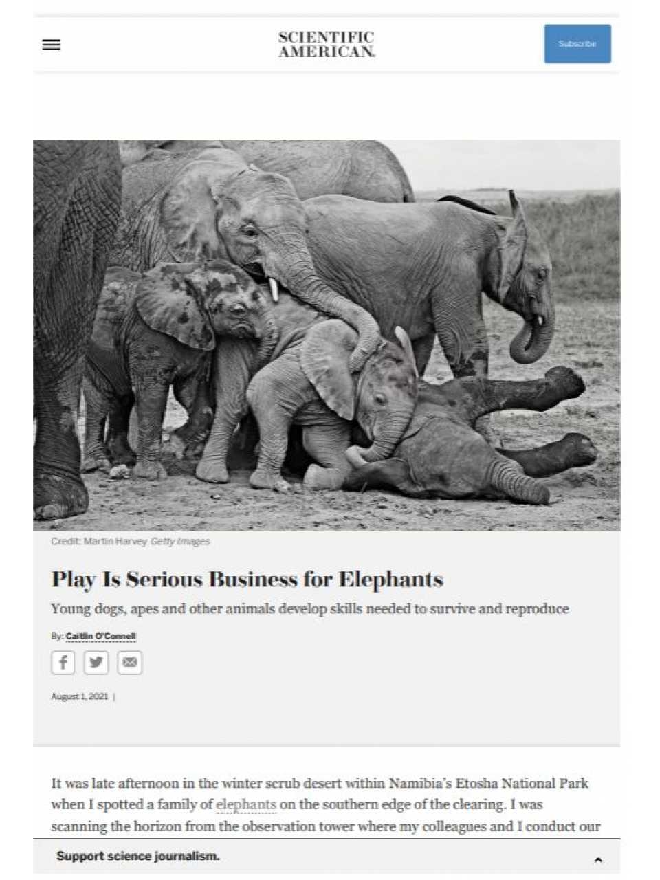 Play is serious business for elephants